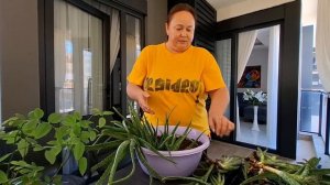 НОВАЯ ЖИЗНЬКАКИЕ САМИ ТАКИЕ И САНИ