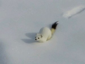 поркур в кампании до парка