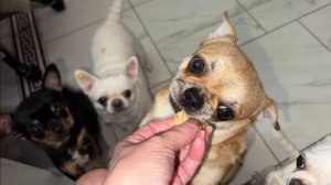 В праздник и хвостикам нужно вкусняшки давать.