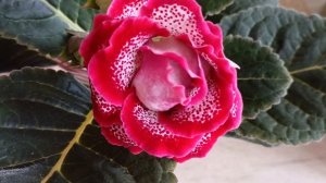 рассказываю как я выращиваю такую красоту 🤗❤❤🙏 чудесные глоксинии 🏵🧚♂