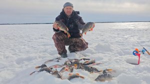 Немного терпения и поиска и вот они шикарные полосатые разбойники.
