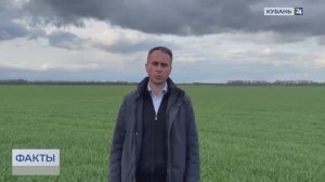 Эксперт Матирный рассказал о рисках для пшеницы из-за заморозков на Кубани