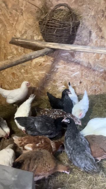 Рубрика : новости из курятника. #курятник #куры #несушки #деревенский