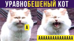 УравноБЕШЕНЫЙ кот))) Приколы с котами