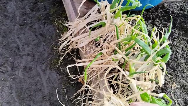 Садово-огородная сага. Лук на зелень и на репку.