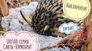 Рыбовоз для Пса Кубика! Аисты делают это?! Фазаны снова вместе, петух спешит на помощь курвочкам!