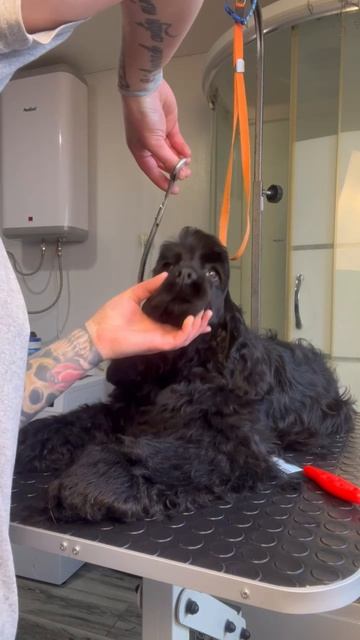 Грумминг Адама