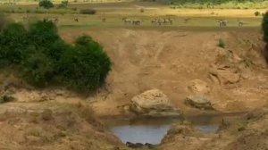 Wild Instinct - Fear on the Savannah