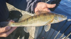 МР, набережная Шагала. 30 марта 2026 года