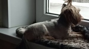 //190/Погода не радует,решила сделать перевалку растениям.Добавила землю томатам,перцам.