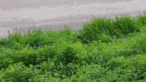 Стеснительный котик.   08.04.2026