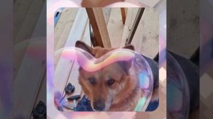 1000055459.mp4 (Собака наблюдает за устройством лестницы на 2-ой этаж в доме А-фрейм)