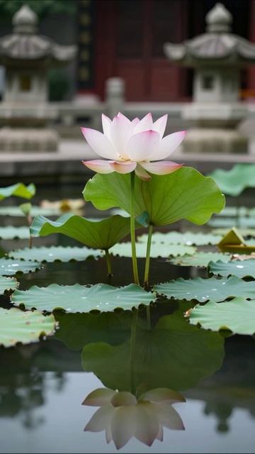 Цветок лотоса: красота и гармония #лотос #природа #медитация