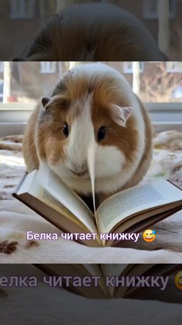 Свинка Белка увлеклась чтением