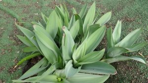 Первый урожай 2026 года - это лук Суворова! Как использую 8.04.2026.