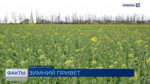 Аграрии на Кубани переживают за будущий урожай из-за апрельских заморозков