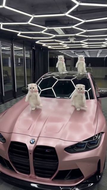 Заклейте ваш автомобиль полиуретновой плёнкой — и ей не страшны никакие коготки😻