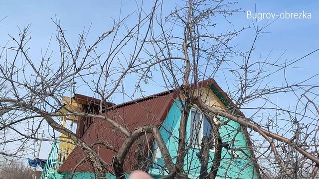 Волчковые побеги после слома ветви