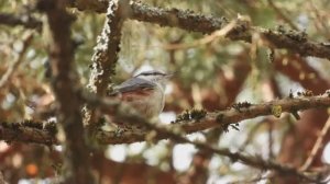 Голоса птиц. Поползень, бёрдвотчинг в Новгородской области, Перынский скит, 8 апреля 2026