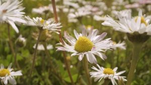 Звуки цветущего луга для сна и расслабления