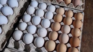 Распаковка инкубационного яйца и закладка в инкубатор Бони.