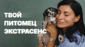 Если у тебя есть животное, посмотри это видео