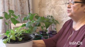 Обзор рассады на 6 апреля 2026 года.