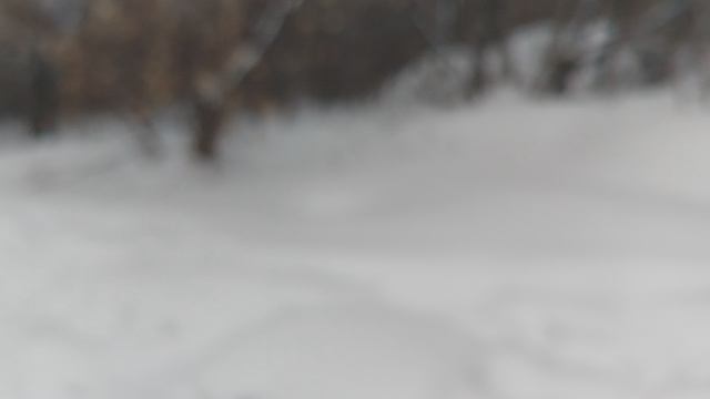ВЕО  восточно европейская овчарка черная
