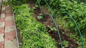 Сажаем огурцы в горчицу. Интересный способ выращивания огурцов.