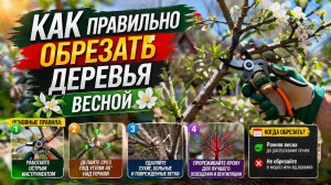 КАК ПРАВИЛЬНО ОБРЕЗАТЬ ДЕРЕВЬЯ ВЕСНОЙ