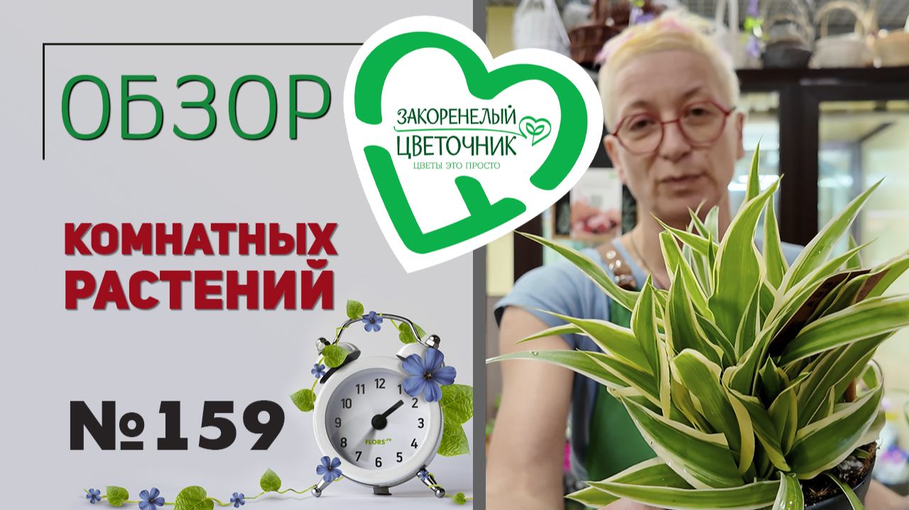 Распаковка растений: фикусы, очень много фикусов. Эпипремнумы, фиалки, хойи, корокии и шеффлеры №159