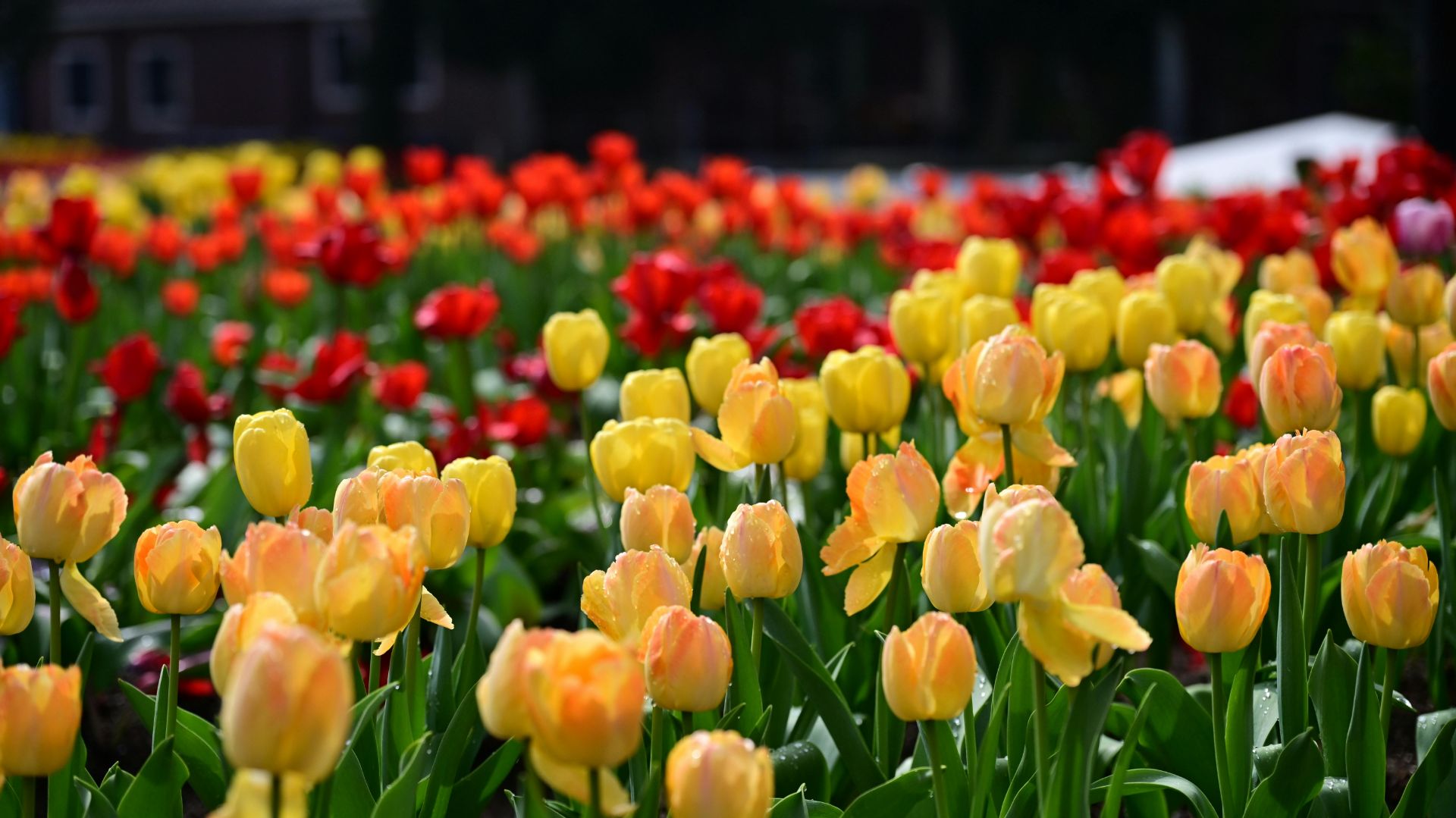 Коран сура  Сад чтец Мухаммад аль-Факих