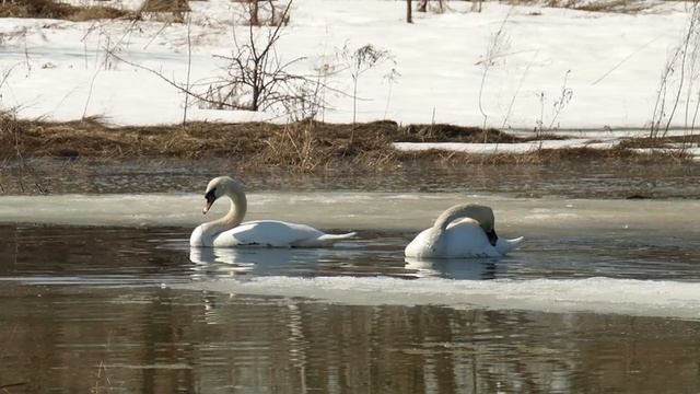 Swans
