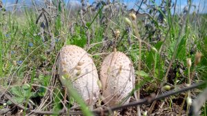 Навозник белый (лохматый) - съедобный гриб, но с особенностью