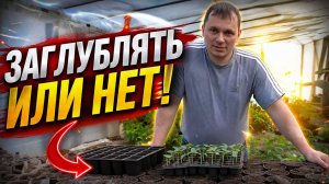 Потянутая рассада огурцов- заглублять или нет?
