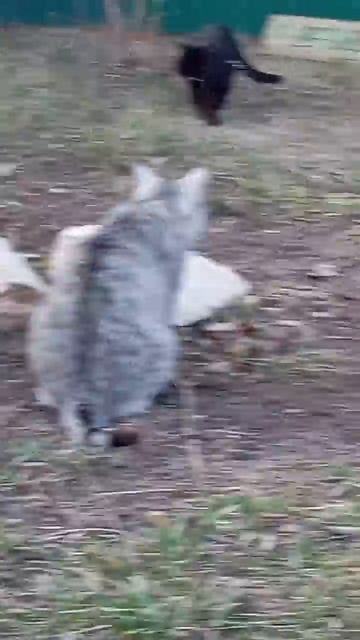 Наши Котики 🐈 😻🐯🐅🐆🎇🎆