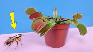Сможет ли Мухоловка поймать быстрого Таракана Эксперимент