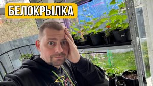 Влог! Купили ТУРНИК! На огурцы напала белокрылка — 1080p60