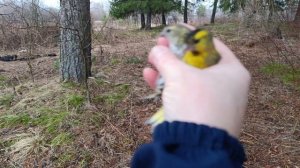 Ловля птиц 4 апреля