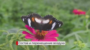 Наземно воздушная среда обитания