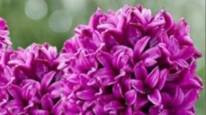 Цветок Гиацинт 08-04-2026