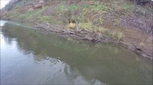 ТЕНКАРА. ОСЕННИЙ ЕЛЕЦ