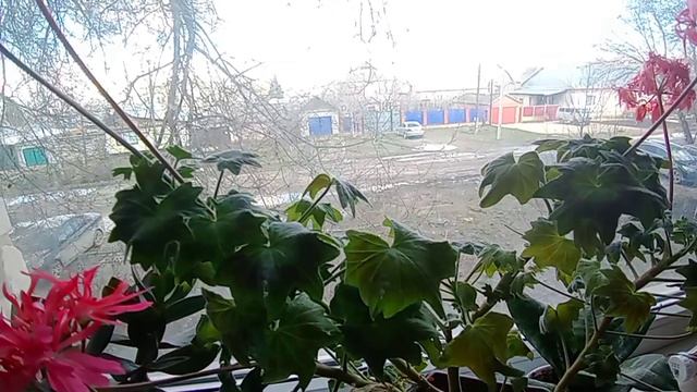 ГЕРАНЬ ПЕЛАРГОНИЯ ЦВЕТЁТ