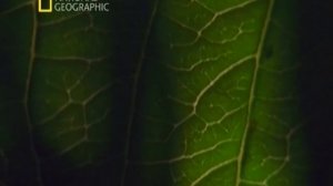 Первозданная природа. Эдем жизни 21 серия (документальный сериал, 1997)