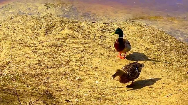 Утки 🦆🦆, окрестности города Асбест, Средний Урал🏞️