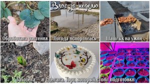 ВЛОГ. Обработала растения. Шашлык на ужин. Торт, который стоил подготовки 🍰 Погода испортилась