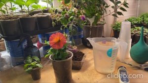 Чем поливать рассаду петунии чтобы росло, цвело и не болело