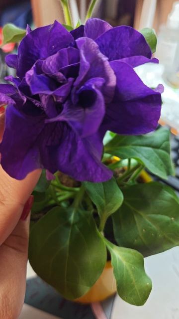 Петуния Дабл Каскад Синий