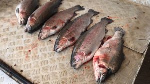 улов форели 9.2 кг