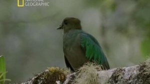 Первозданная природа. Эдем жизни 13 серия (документальный сериал, 1997)